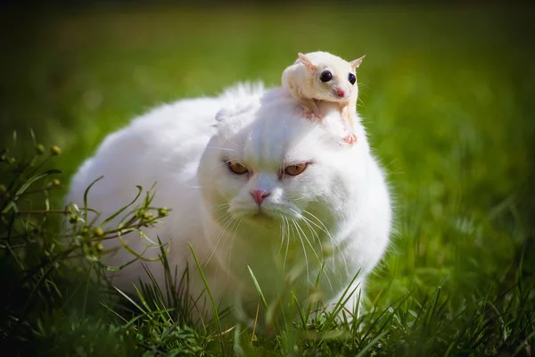 Bianco scozzese Piegare gatto con lo zucchero bianco aliante su erba — Foto Stock