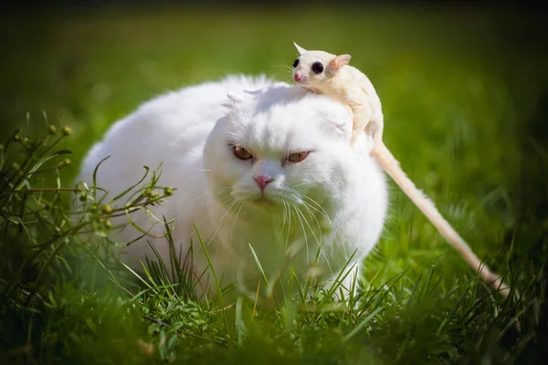 Çim üzerinde beyaz şeker planör ile Beyaz İskoç Fold kedi — Stok fotoğraf