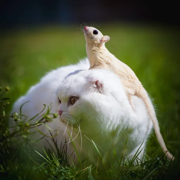 Weiße schottische Faltkatze mit weißem Zuckergleiter auf Gras — Stockfoto