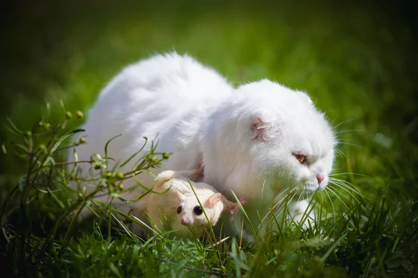 잔디에 흰색 설탕 글라이더와 흰색 스코틀랜드 폴드 고양이 — 스톡 사진