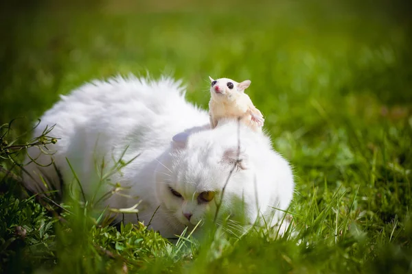 White Scottish Fold cat with white sugar glider on grass — Stock Photo, Image