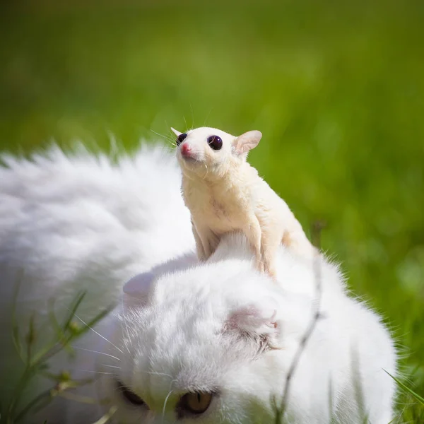 White Scottish Fold cat with white sugar glider on grass — Stock Photo, Image