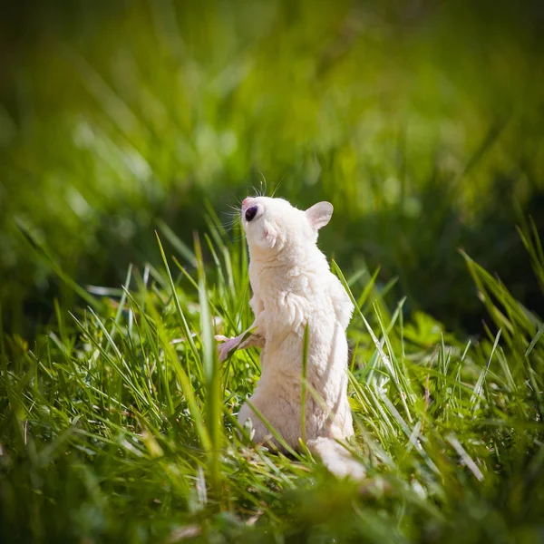 Weißer Zuckersegler, Petaurus breviceps, auf Gras — Stockfoto