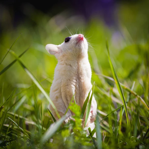 White sugar glider, Petaurus breviceps, on grass — 스톡 사진