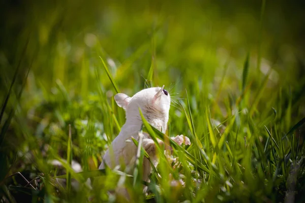 White sugar glider, Petaurus breviceps, on grass