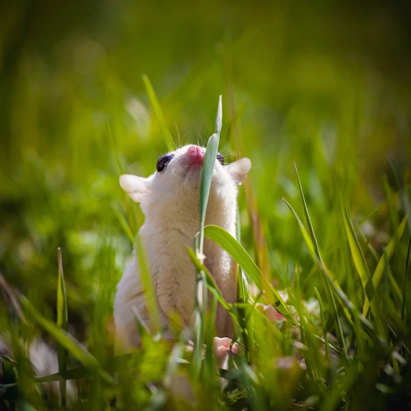 White sugar glider, Petaurus breviceps, on grass — 스톡 사진