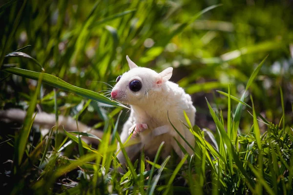 White sugar glider, Petaurus breviceps, on grass — 스톡 사진