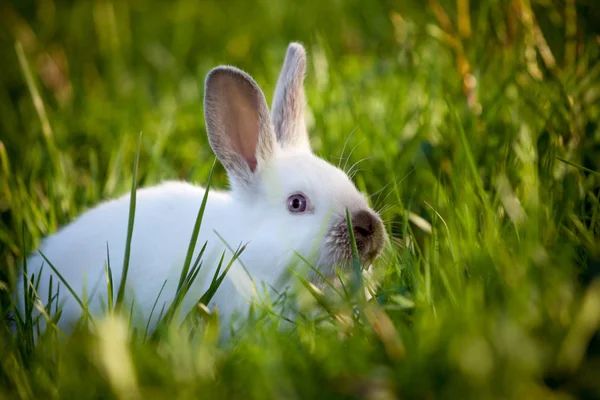Забавный белый кролик сидит на зеленой траве — стоковое фото