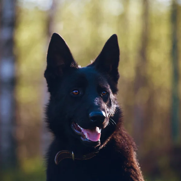 9 month old shepherd dog in the field — Stock Photo, Image