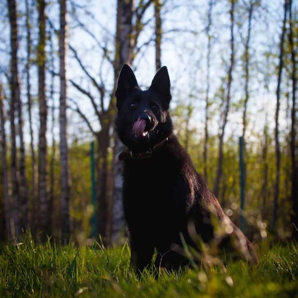 9 month old shepherd dog in the field — Stock Photo, Image