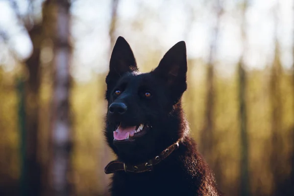 9 month old shepherd dog in the field — Stock Photo, Image