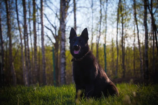9 månader gammal herdehund i fältet — Stockfoto