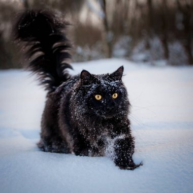Kış alanında Siyah Maine Coon kedi portresi