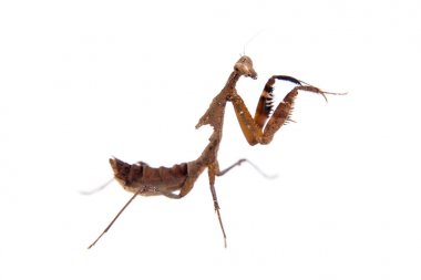 Dev ölü yaprak Mantis, Deroplatys desiccata beyaz