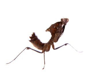 Dev ölü yaprak Mantis, Deroplatys desiccata beyaz