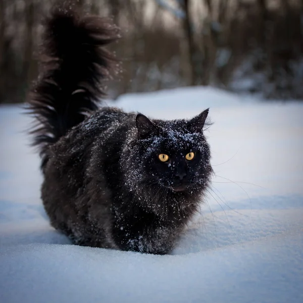 Schwarzer Maine Coon Katzenporträt im Winterfeld — Stockfoto