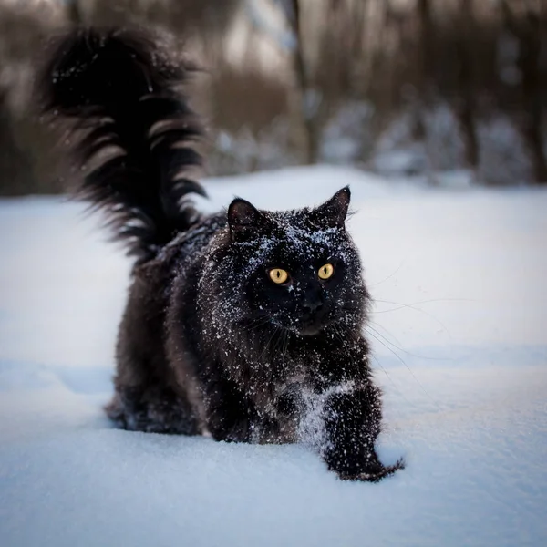 Schwarzer Maine Coon Katzenporträt im Winterfeld — Stockfoto