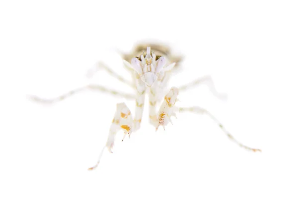 Flor espinosa mantis religiosa, Pseudocreobotra wahlbergii, sobre blanco — Foto de Stock