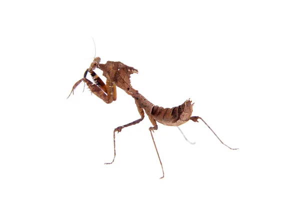 Gigante Morto Folha Mantis, Deroplatys desiccata em branco — Fotografia de Stock