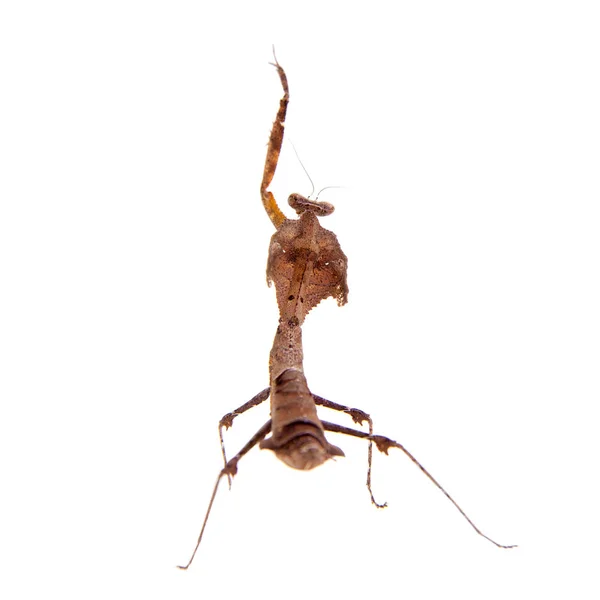 Gigante Morto Folha Mantis, Deroplatys desiccata em branco — Fotografia de Stock