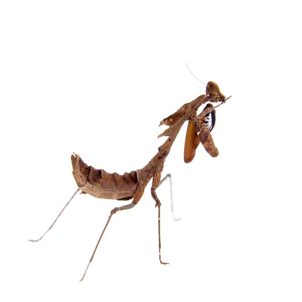 Reuze dode blad Mantis, Deroplatys desiccata op wit — Stockfoto