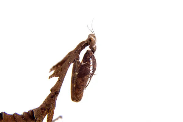 Reuze dode blad Mantis, Deroplatys desiccata op wit — Stockfoto