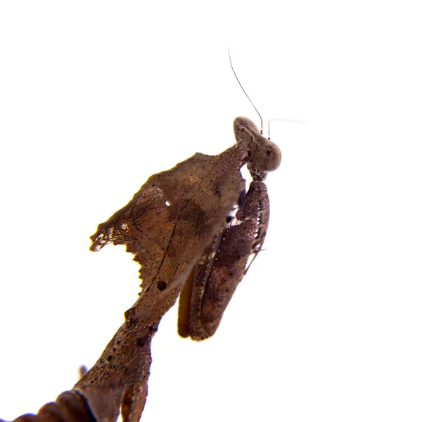 Giant Dead Leaf Mantis, Deroplatys desiccata sobre blanco —  Fotos de Stock