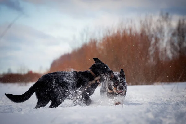 Chien de bétail bleu australien avec chien de berger est-européen sur le champ d'hiver — Photo