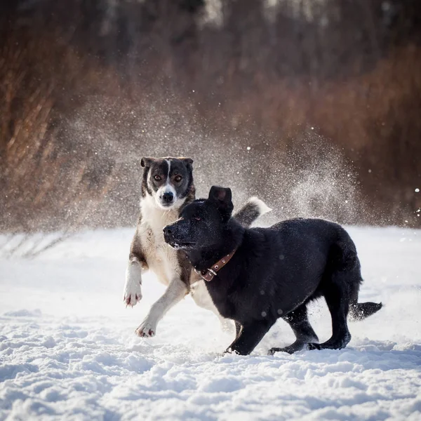 5 month old shepherd dog in the field — Stock Photo, Image