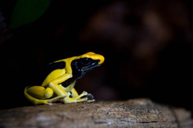 Terrarium Regina Boyama Zehirli Dart Kurbağa