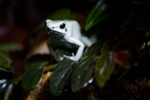 The beautiful golden poison frog in terrarium