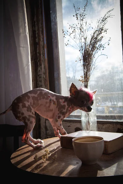 Punk style peruvian hairless and chihuahua mix dog with tattoo — Stock Photo, Image