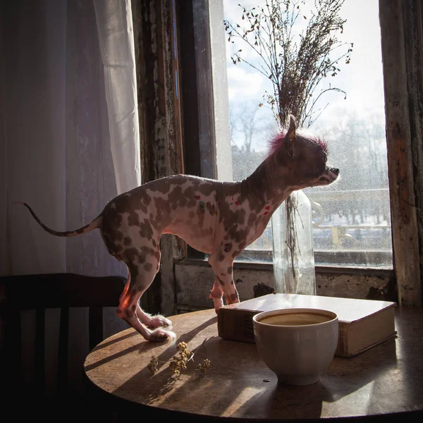 Punk style peruvian hairless and chihuahua mix dog with tattoo — Stock Photo, Image