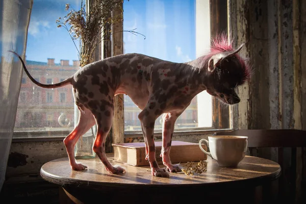 Punk style peruvian hairless and chihuahua mix dog with tattoo — Stock Photo, Image