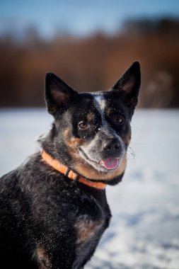 Avustralya mavi Sığır Köpek kış alanında