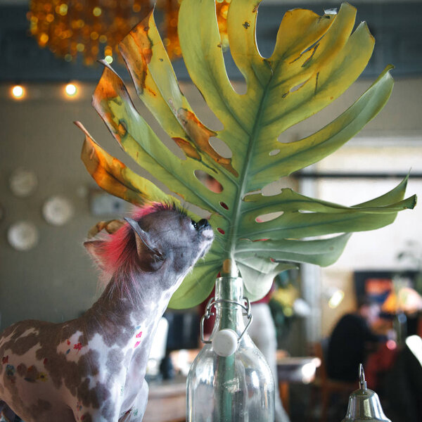 Панк в перуанском стиле без волос и чихуахуа смешивают собаку с татуировкой
