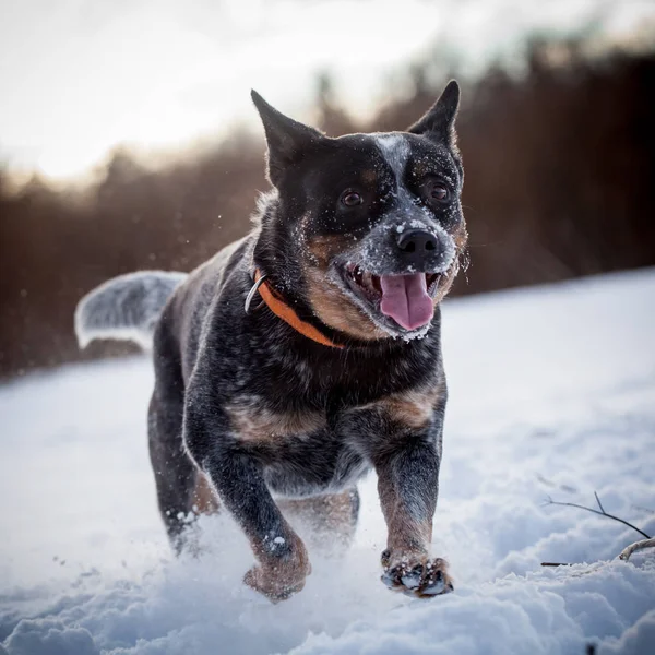 Australian blue Cattle Dog on the winter field — Stock Photo, Image