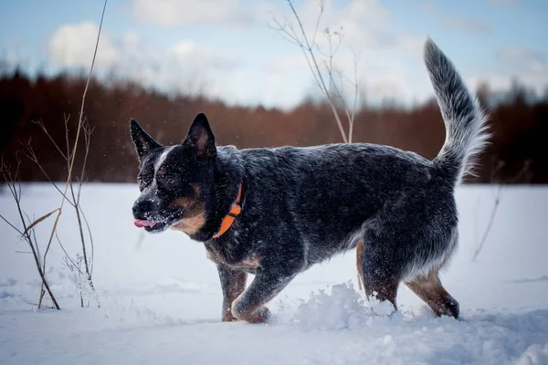 Australian blue Cattle Dog on the winter field — Stock Photo, Image