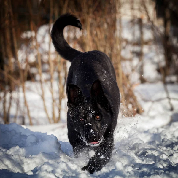 Chien de berger de 9 mois dans les champs — Photo