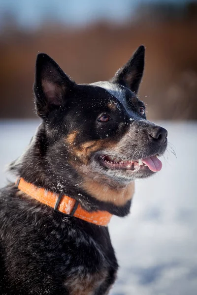 Chien de bétail bleu australien sur le terrain d'hiver — Photo