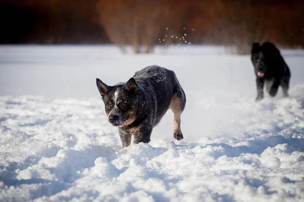 Chien de bétail bleu australien avec chien de berger est-européen sur le champ d'hiver — Photo