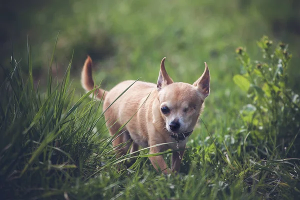 Chuahua pes bez očí, 12 let na trávě — Stock fotografie