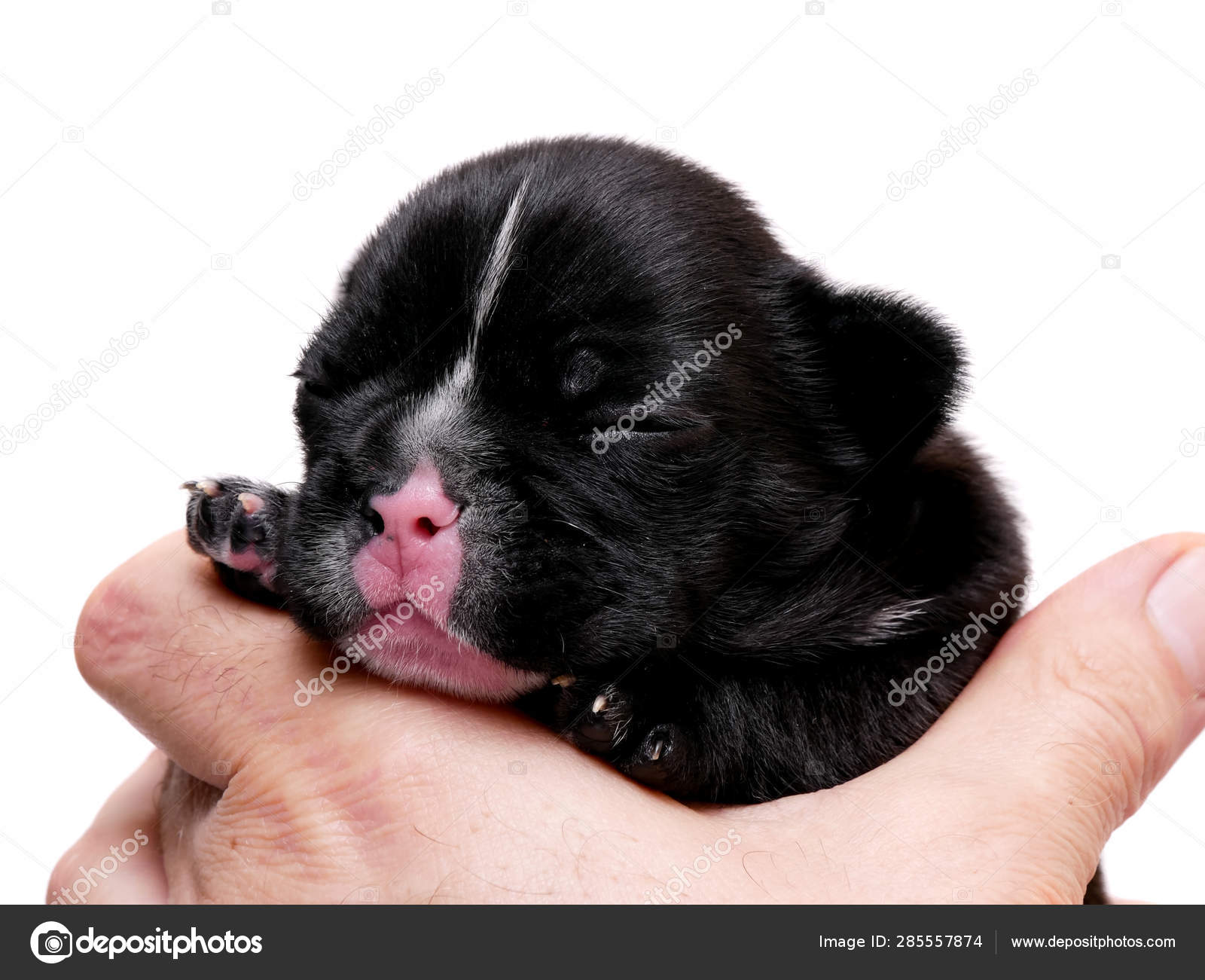 french bulldog puppies 3 weeks old