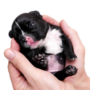 Fransız bulldog, 3 haftalık, beyaz köpek yavrusu