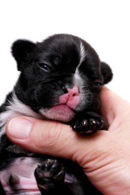 Fransız bulldog, 3 haftalık, beyaz köpek yavrusu