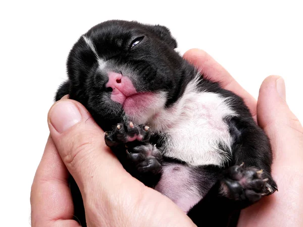 Fransk Bulldog, 3 veckor gammal, valp på vit — Stockfoto