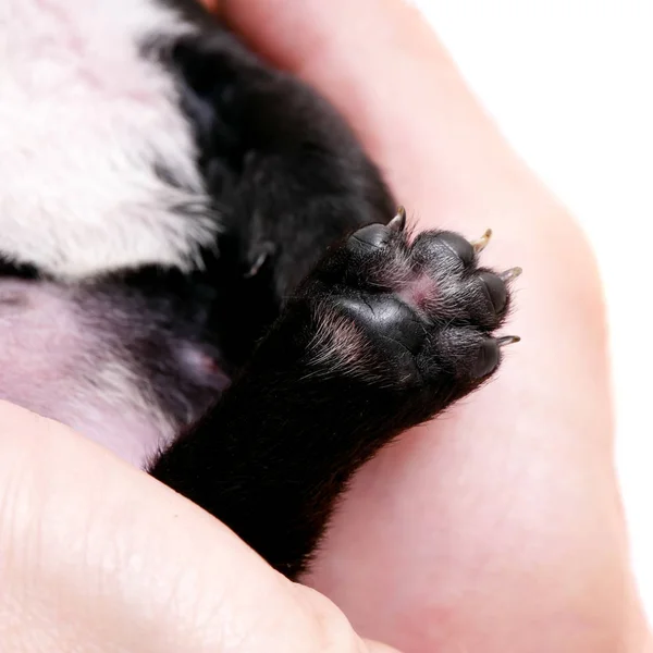 French bulldog, 3 weeks old, puppy on white — Stock Photo, Image