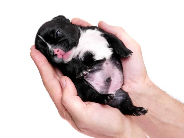 Bulldog francés, 3 semanas, cachorro sobre blanco —  Fotos de Stock