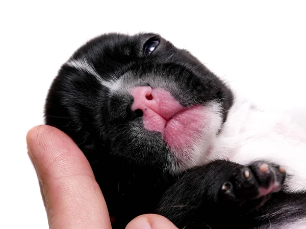 Bulldog francés, 3 semanas, cachorro sobre blanco —  Fotos de Stock