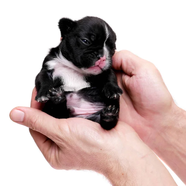 French bulldog, 3 weeks old, puppy on white — Stock Photo, Image